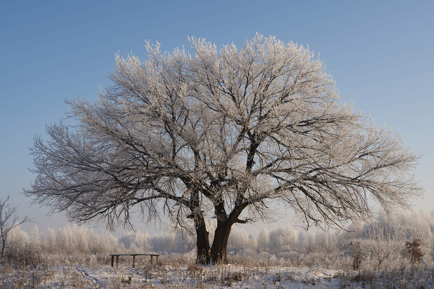 Акация дерево зимой