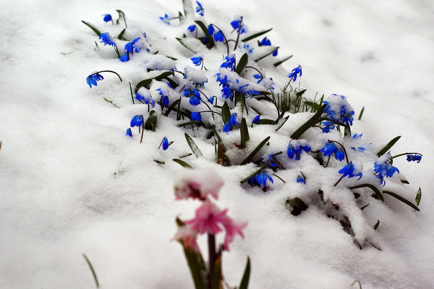 Цветков сугробов. Зимние цветы. Цветы в снегу. Весенние заснеженные цветы. Голубые цветы в снегу.