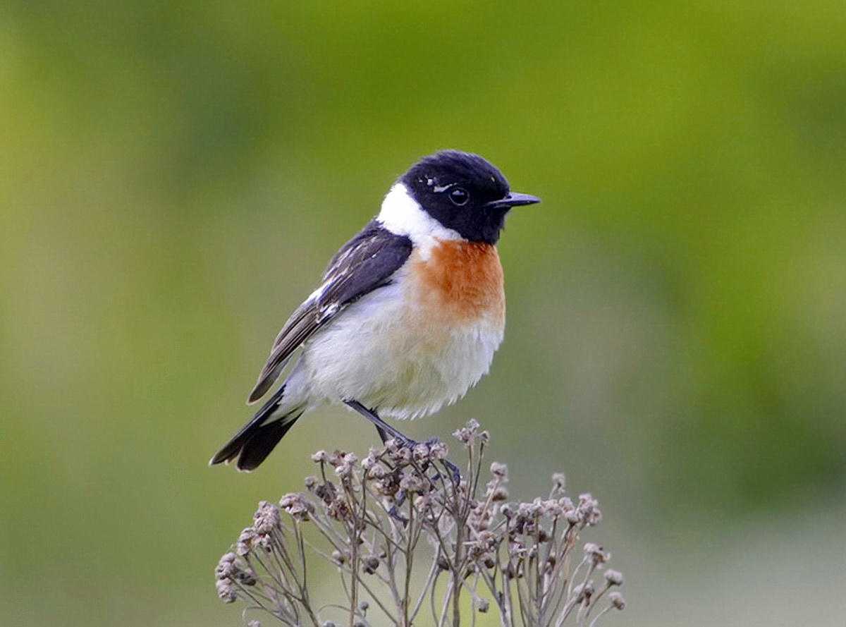 Рыжепестринный чекан (Saxicola bifasciata)