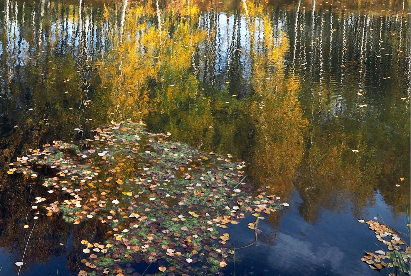 Поздняя осень фото