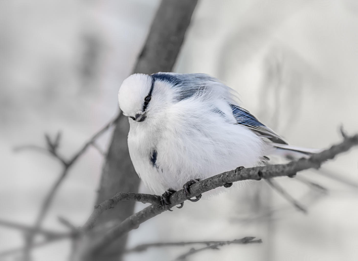 Белая лазоревка птица фото