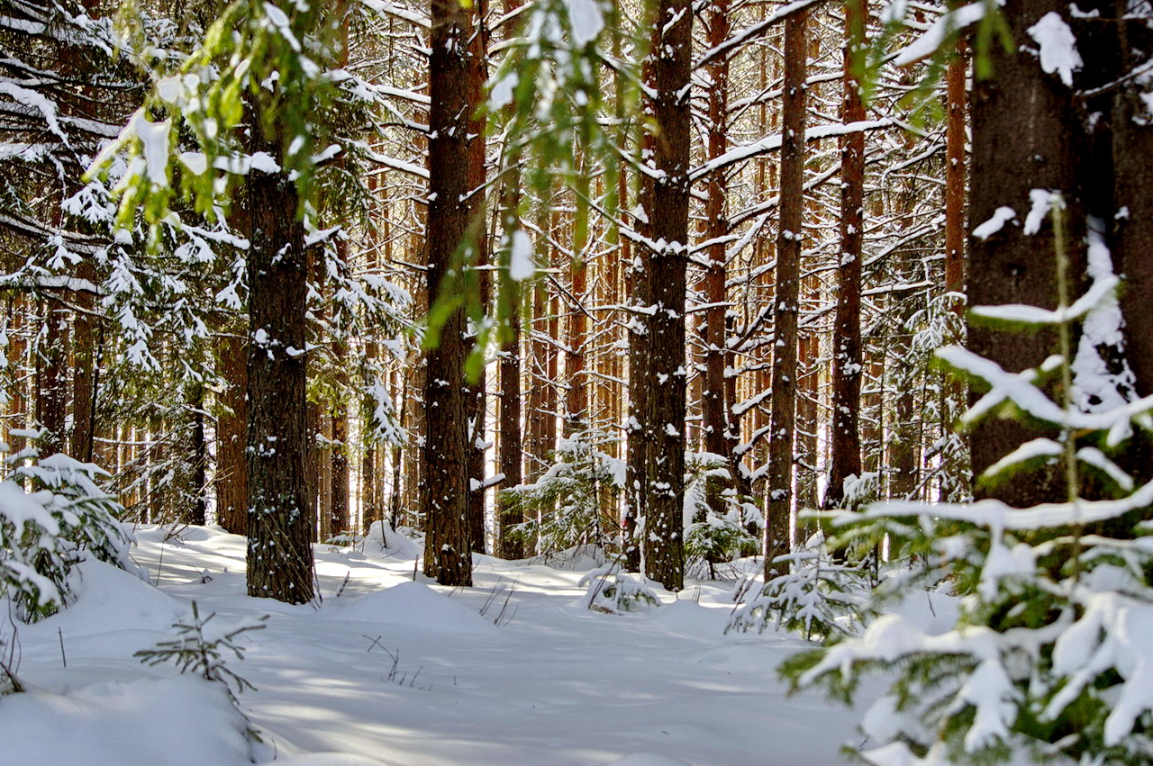 Аномальный зимний лес