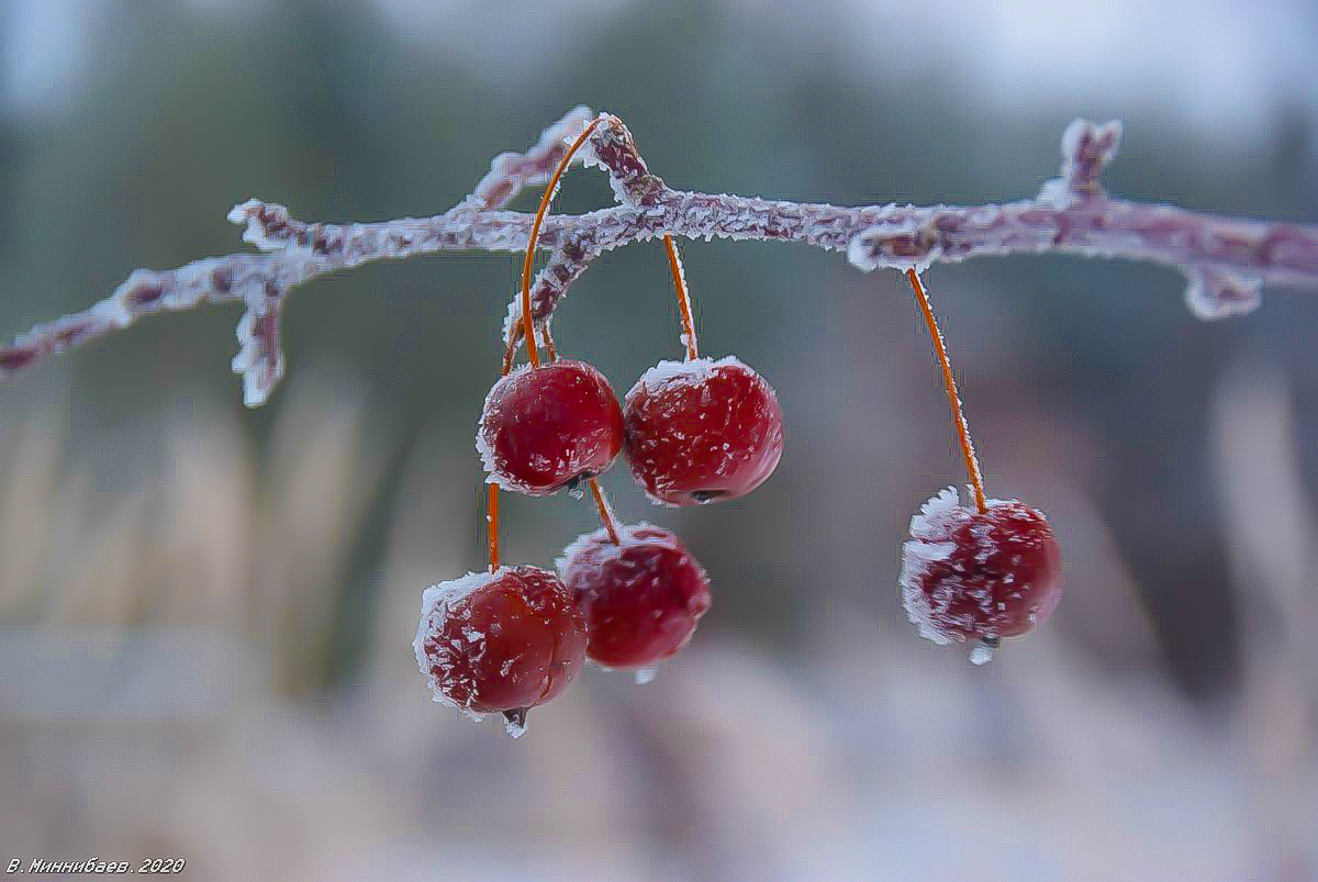 Фото зимней вишни