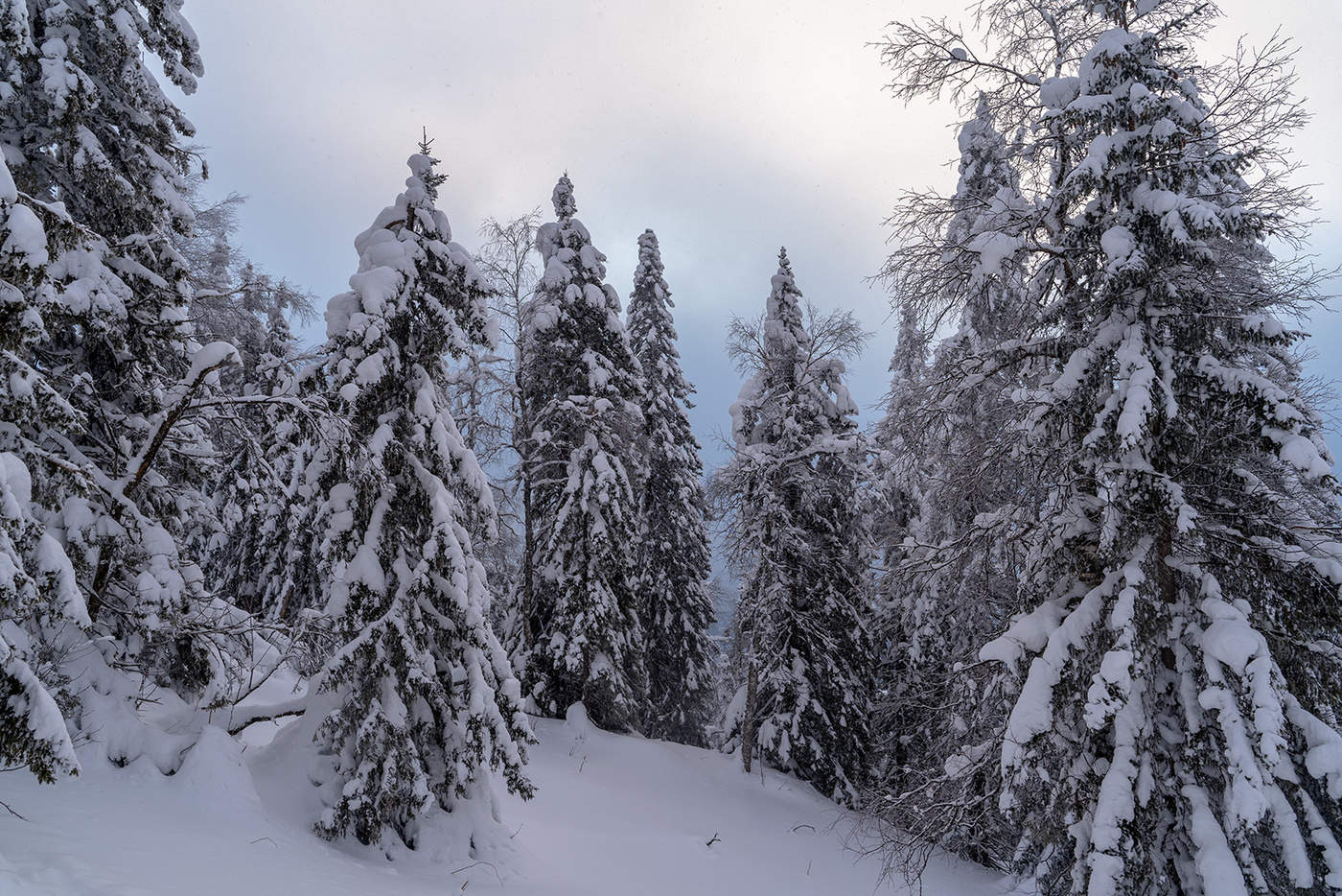 Природа для фотошопа естественный зима елки