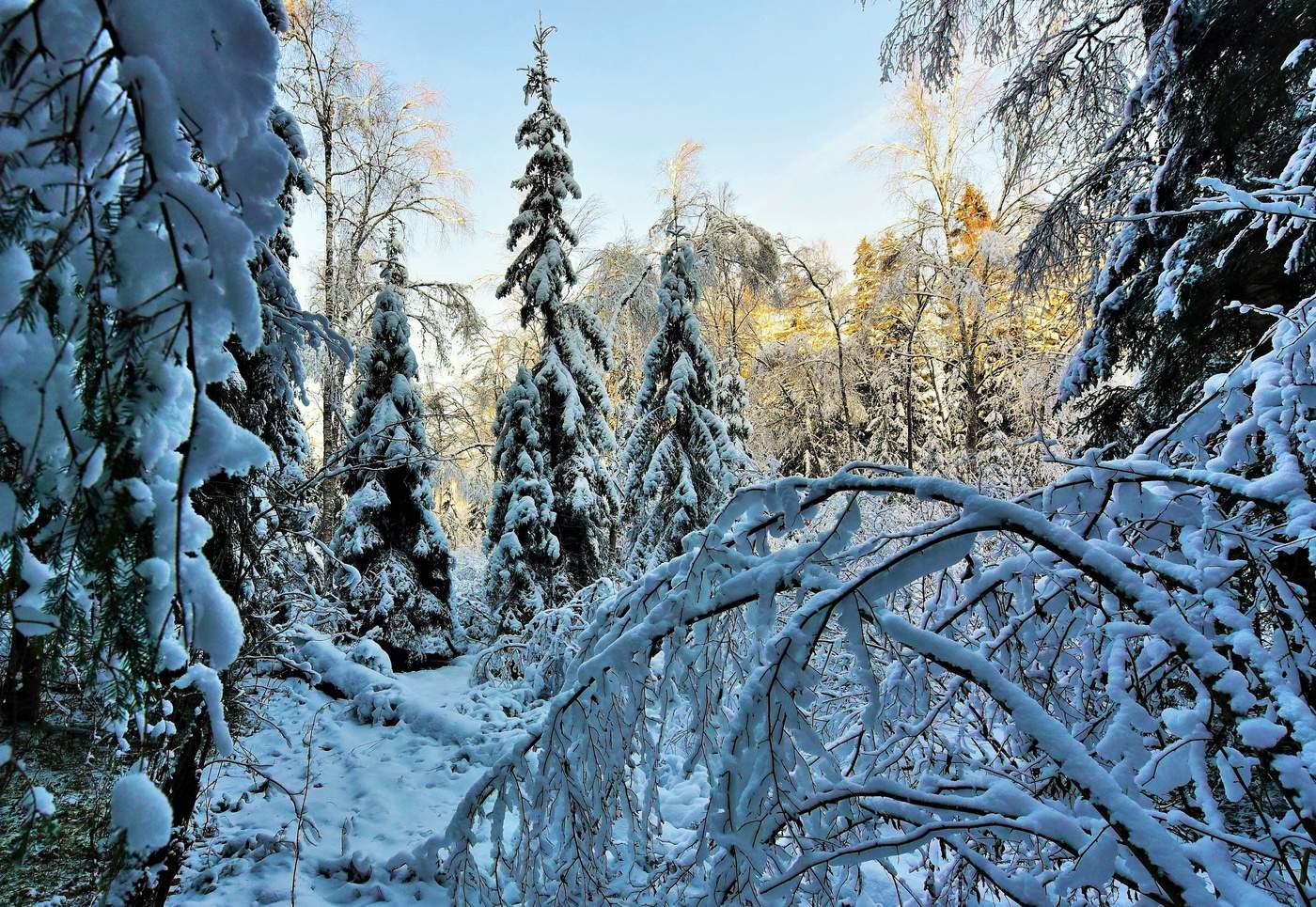 принакрылся шапкой принакрылся чудной. темный лес что принакрылся чудной. темный лес что шапкой принакрылся. зима на урале. белый снег пушистый в воздухе кружится.