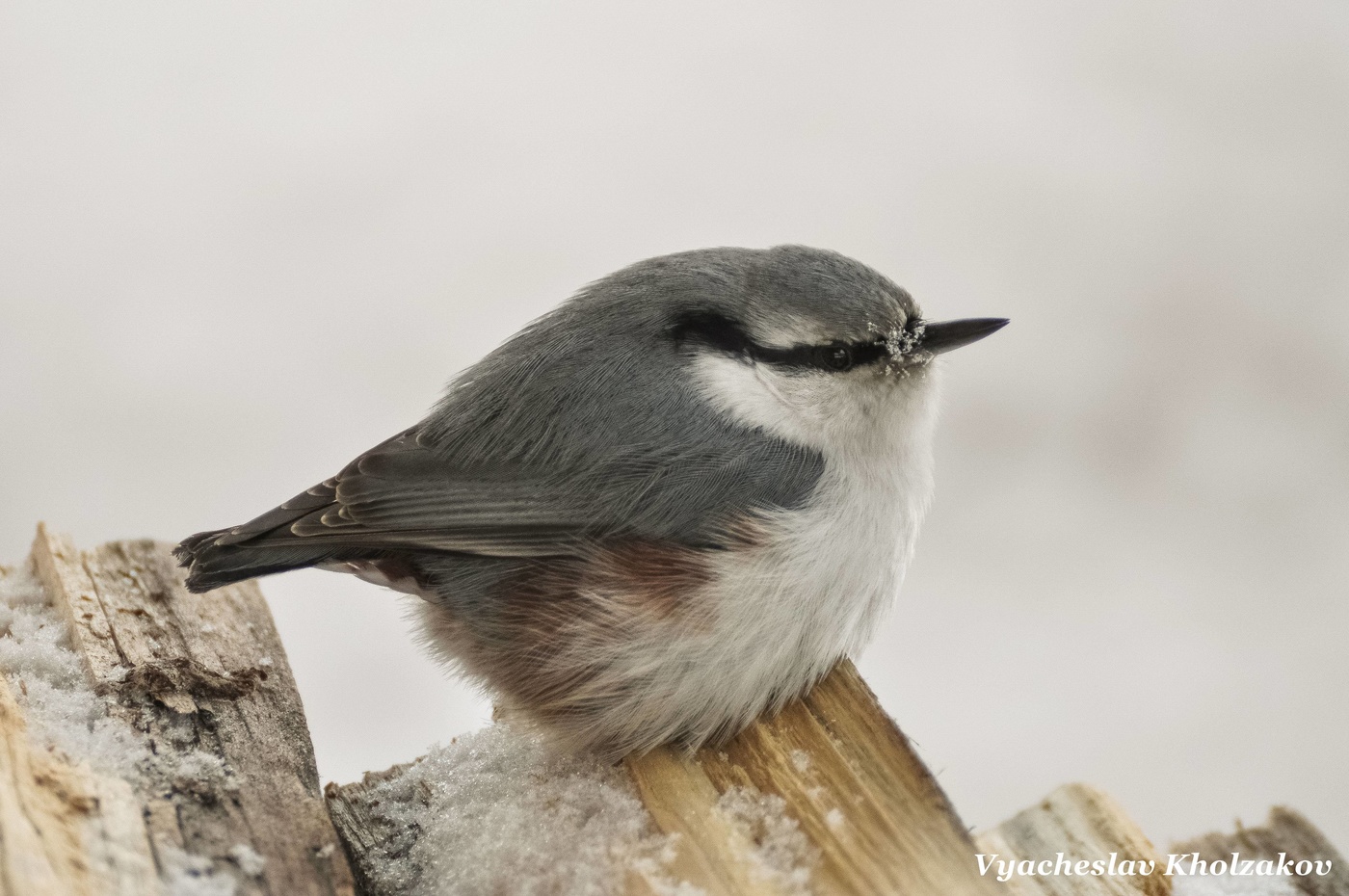 поползень фото птицы зимой