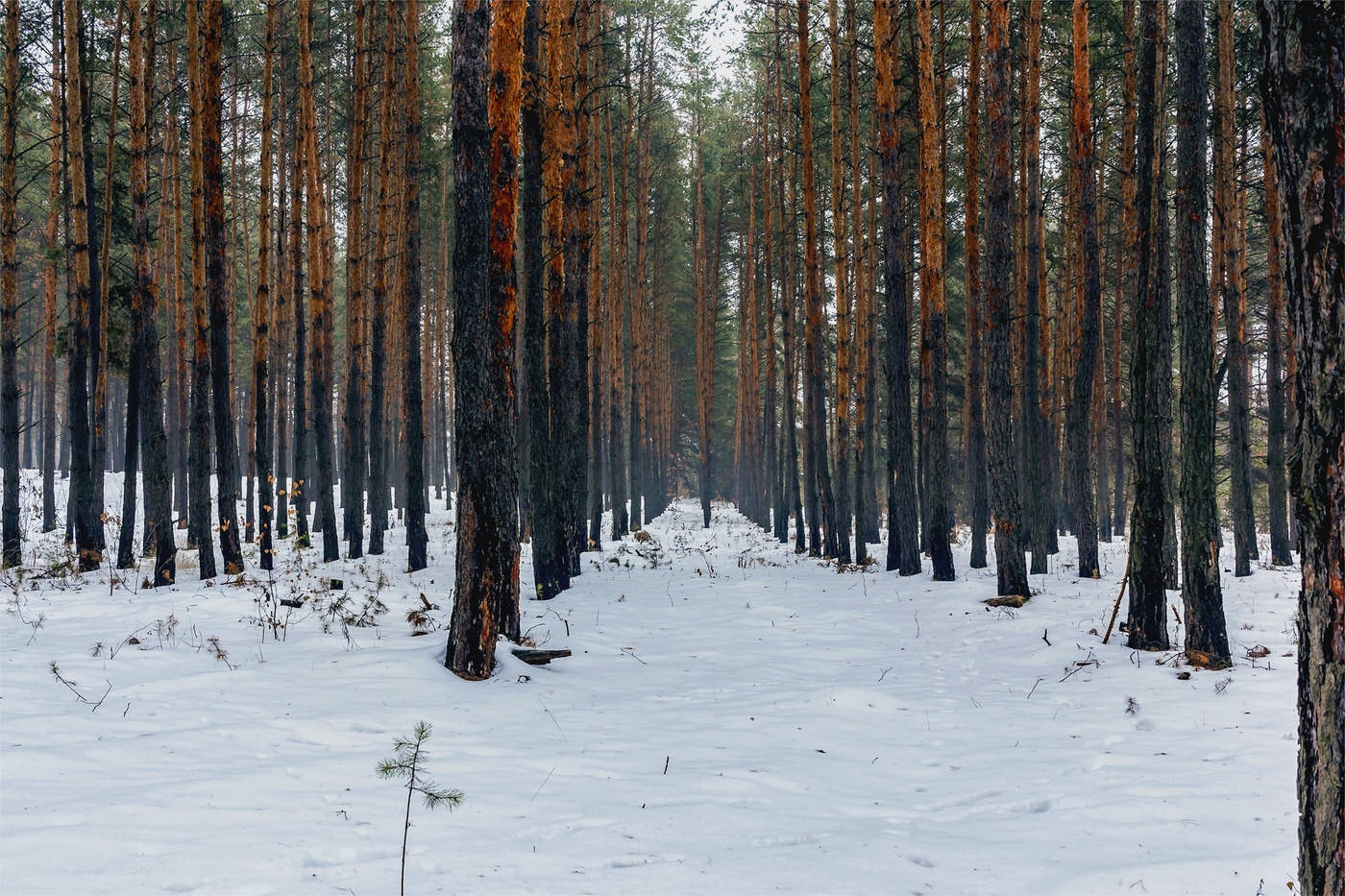 Порядок в лесу. Зимний Сосновый лес Гусь- Хрустальный. Климат соснового леса. Сосновый лес за Березовкой Красноярск зимой. Рождество среди сосен.