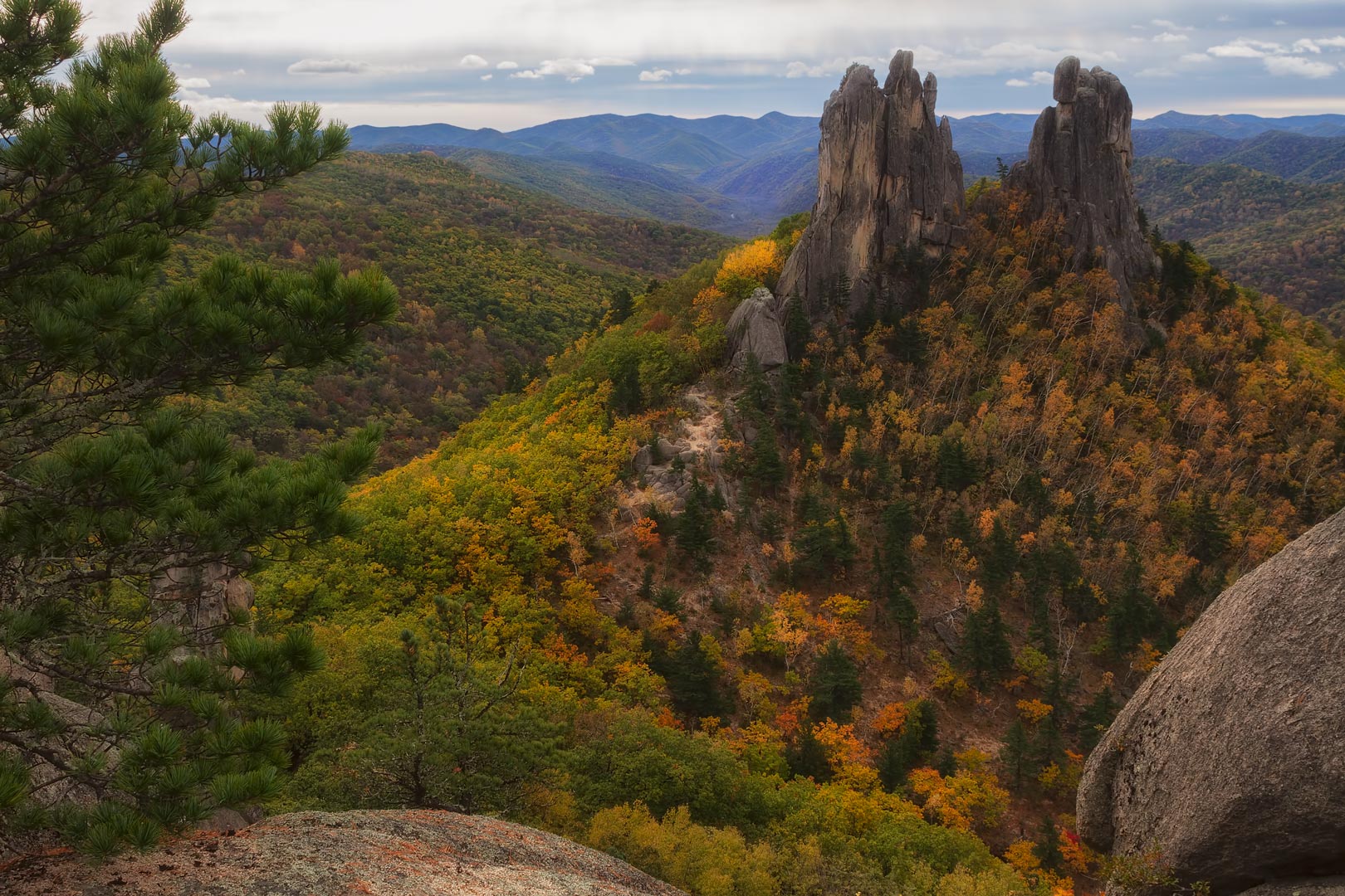 Приморская тайга фото