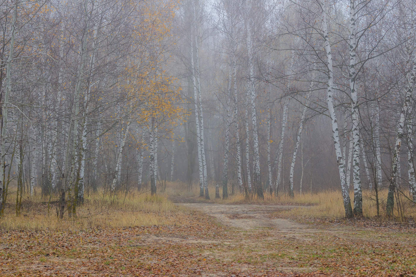 Лес в ноябре серый съемка любительская