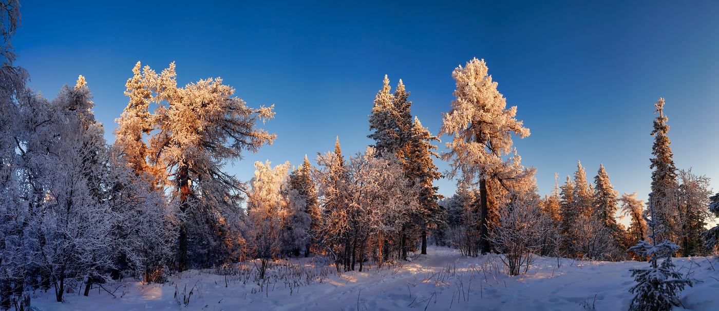 Зимний лес картинки красивые новогодний