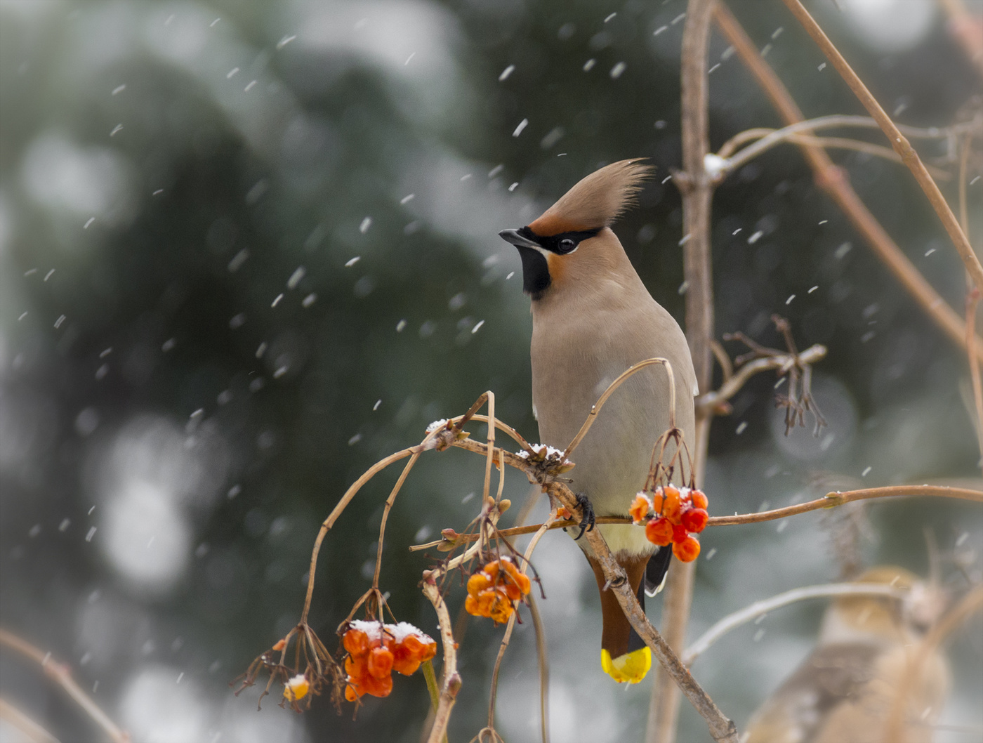 Птицы Владимирской области зимой