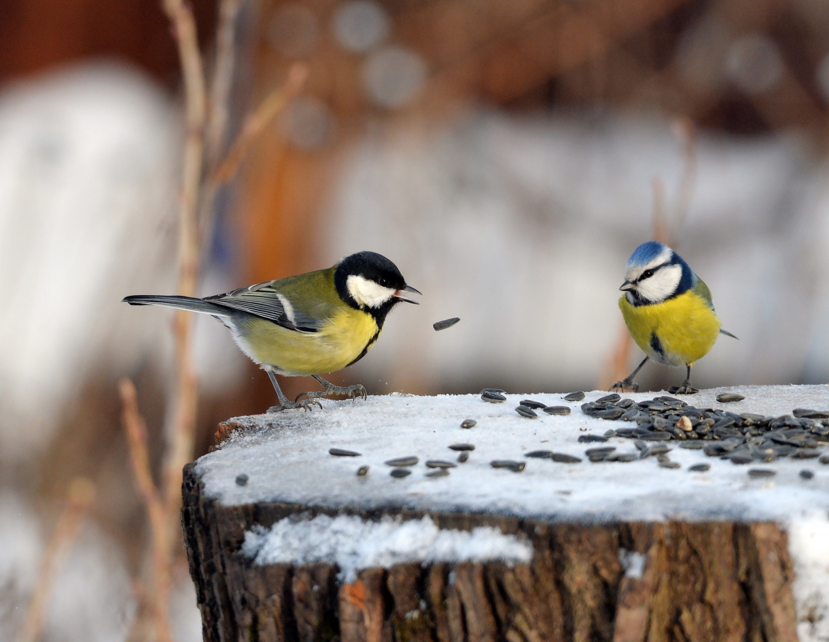 Птицы на дорогах зимой. Птицы зимой. Городские птицы. Птицы Вологодской области зимой. Фотоохота на птиц зимой.