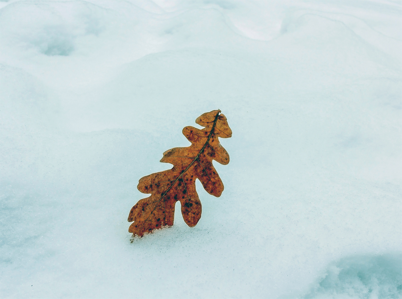 Сугробы листьев. Листик на снегу выражение. Заснежиный листдуба картинки. Ветка Вялых листьев на снегу. Фото, картинка - дубовый лист в снегу зимой.