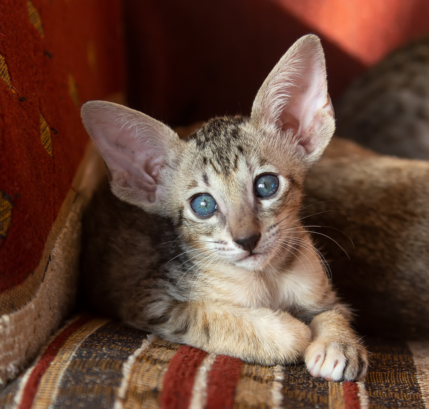 Ориентальная кошка с голубыми глазами