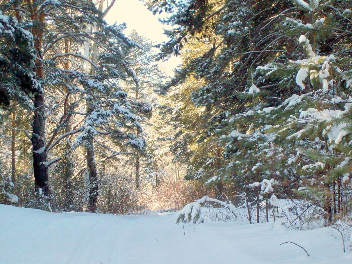 Зимний лес Самара