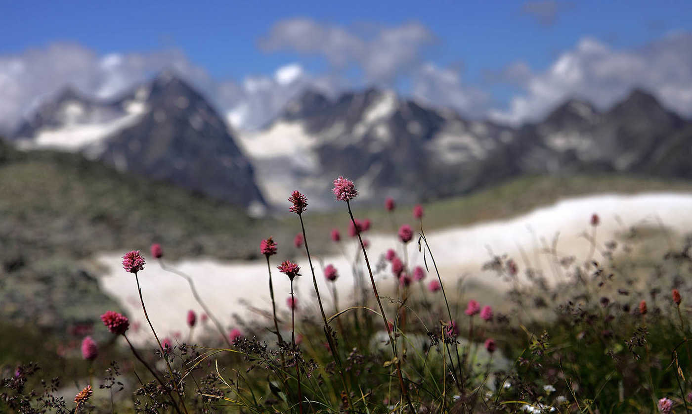 Архыз цветы в горах