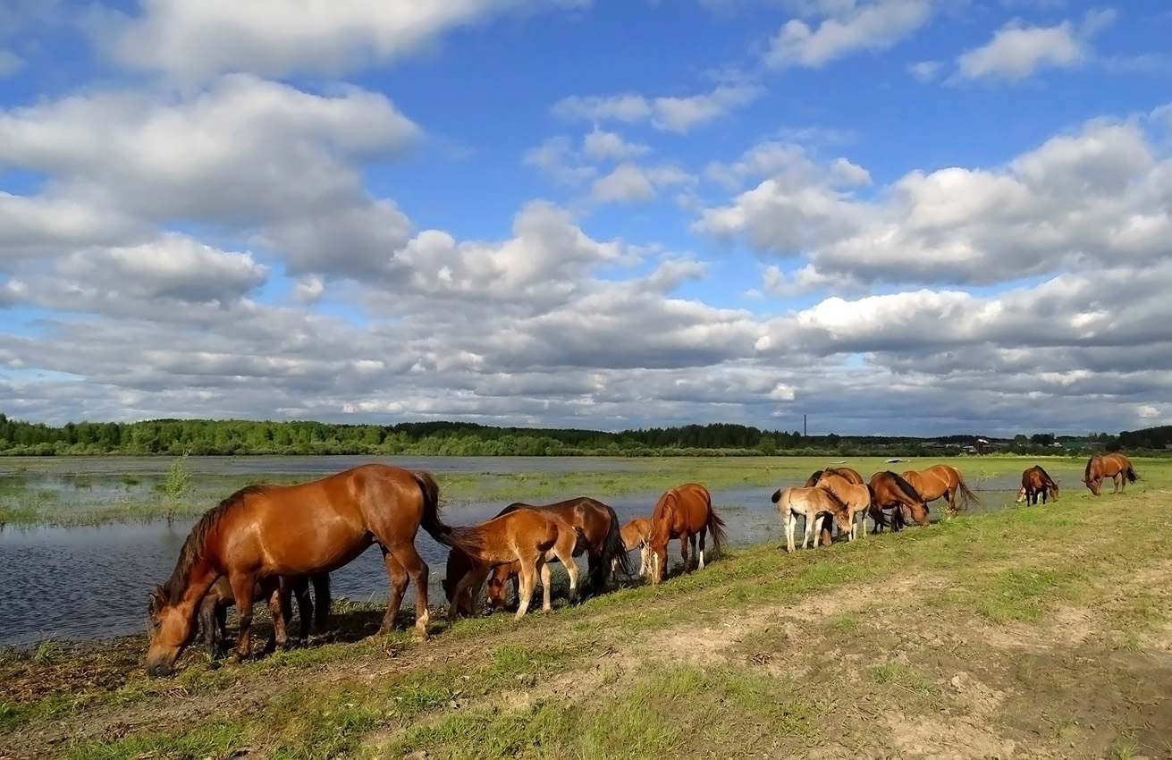 Табуны алтайский край. Село табуны Дериев. Город табуны. Село табуны фото.