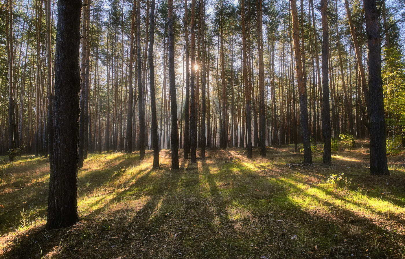 Лес сосны Владимирская область
