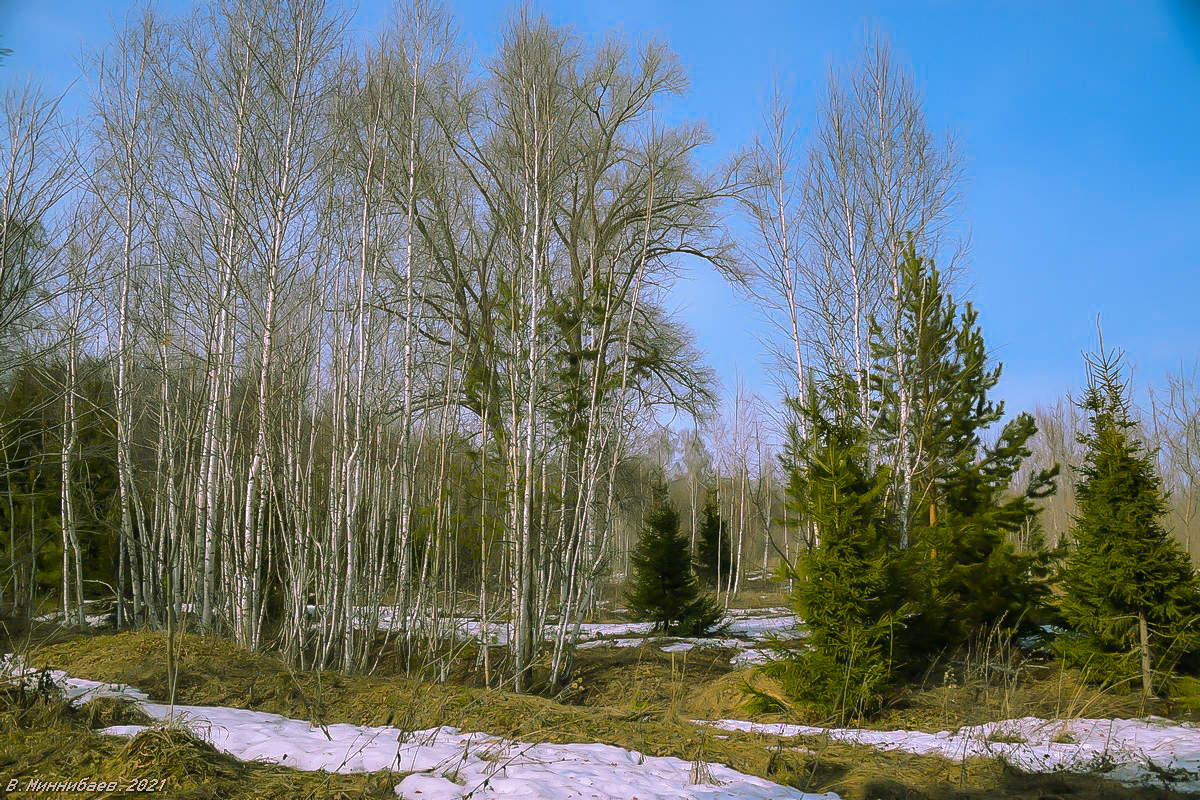 Лес в апреле фото