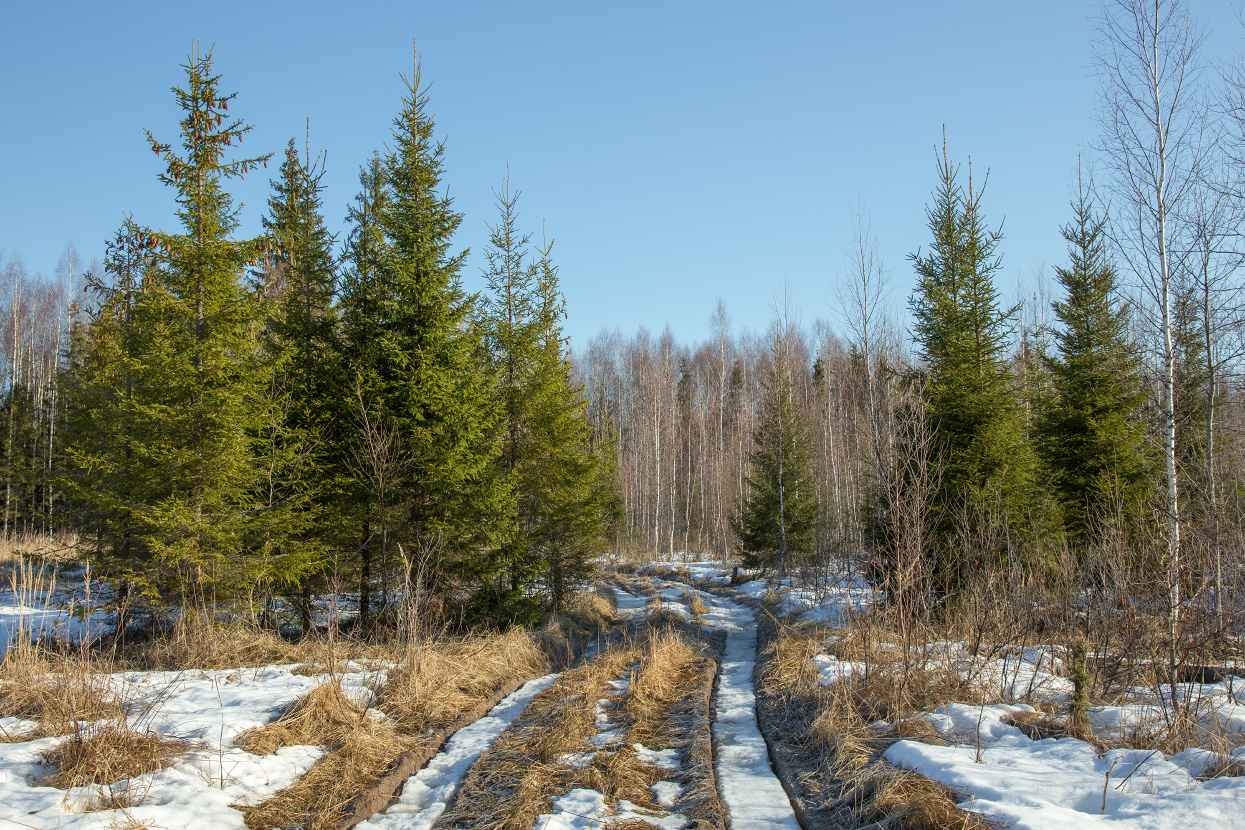 Лес в апреле фото