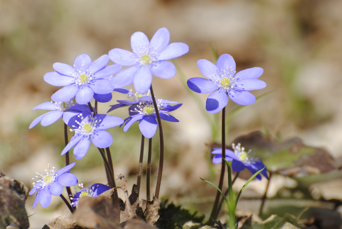 Hepatica Nobilis cremar