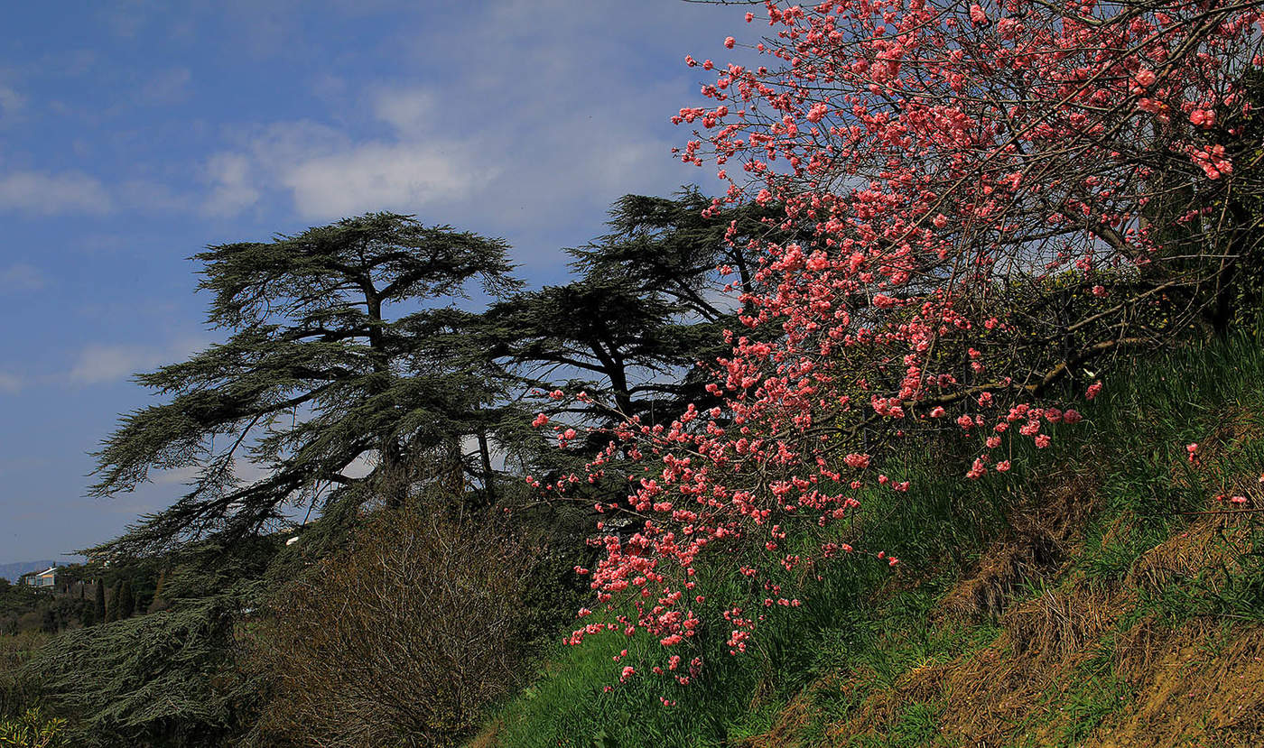 Никитский ботанический сад в крыму фото весной