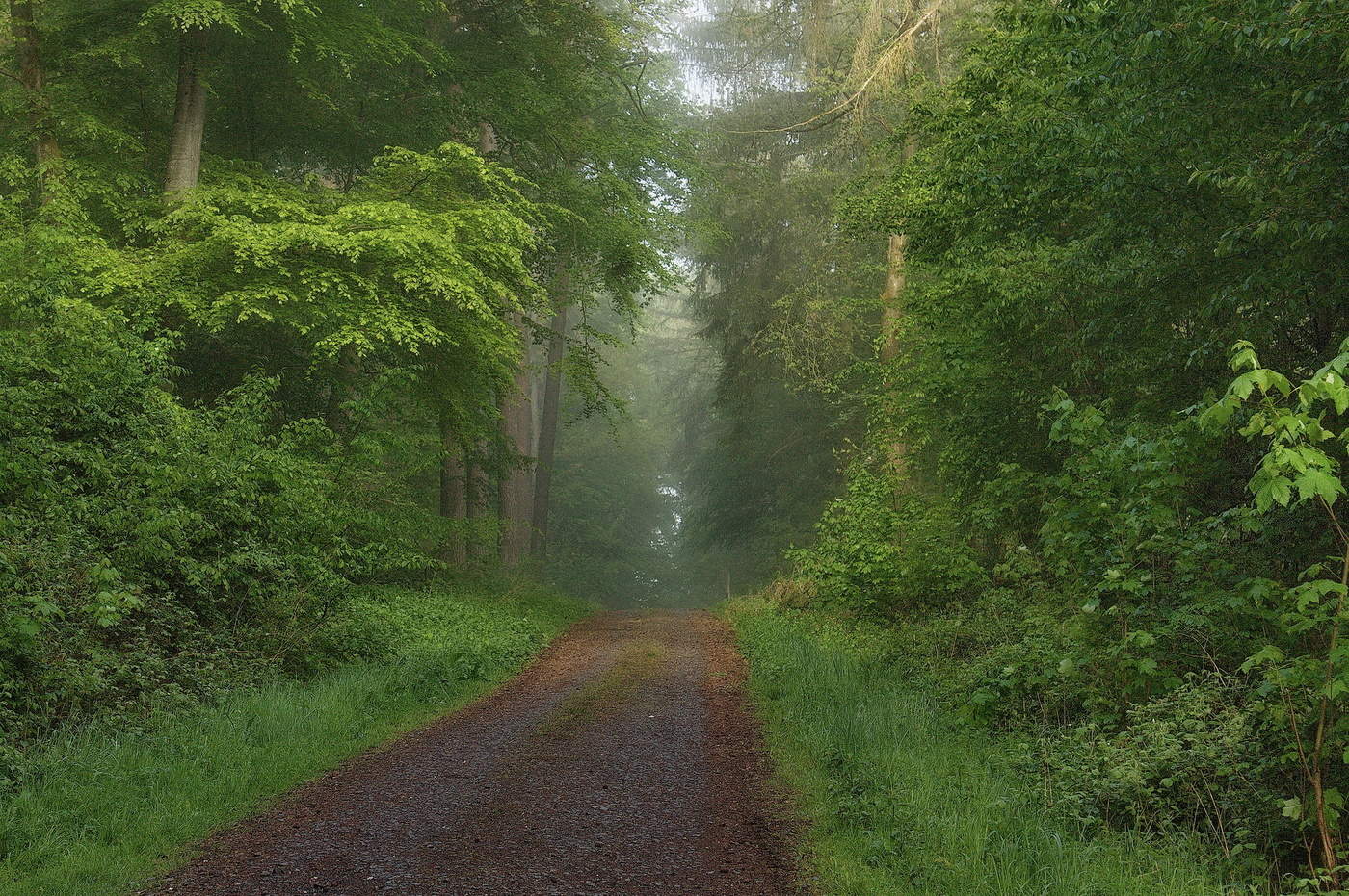Весенняя дорога в лесу