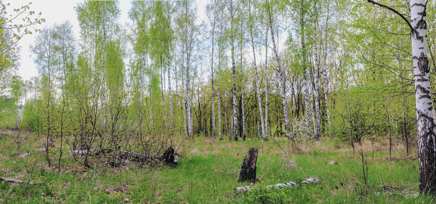 Среди лесной. Зазеленела береза весной. Юрий береза 2014. Сады Луга леса все зазеленело в майские дни. Юрий береза сейчас.