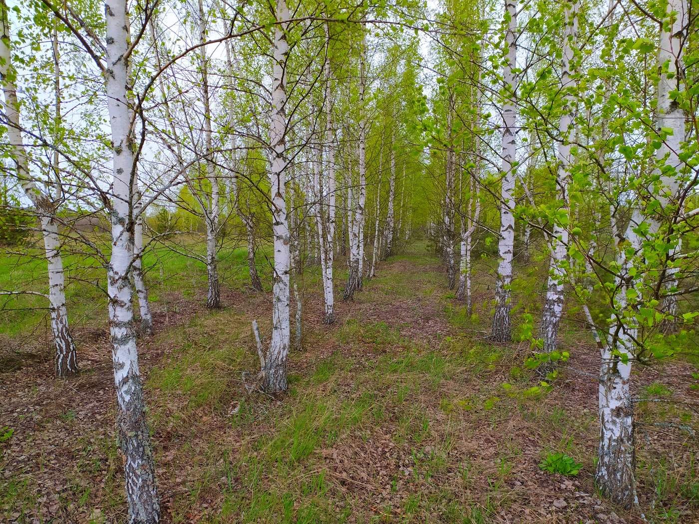 Фото Березовый Край