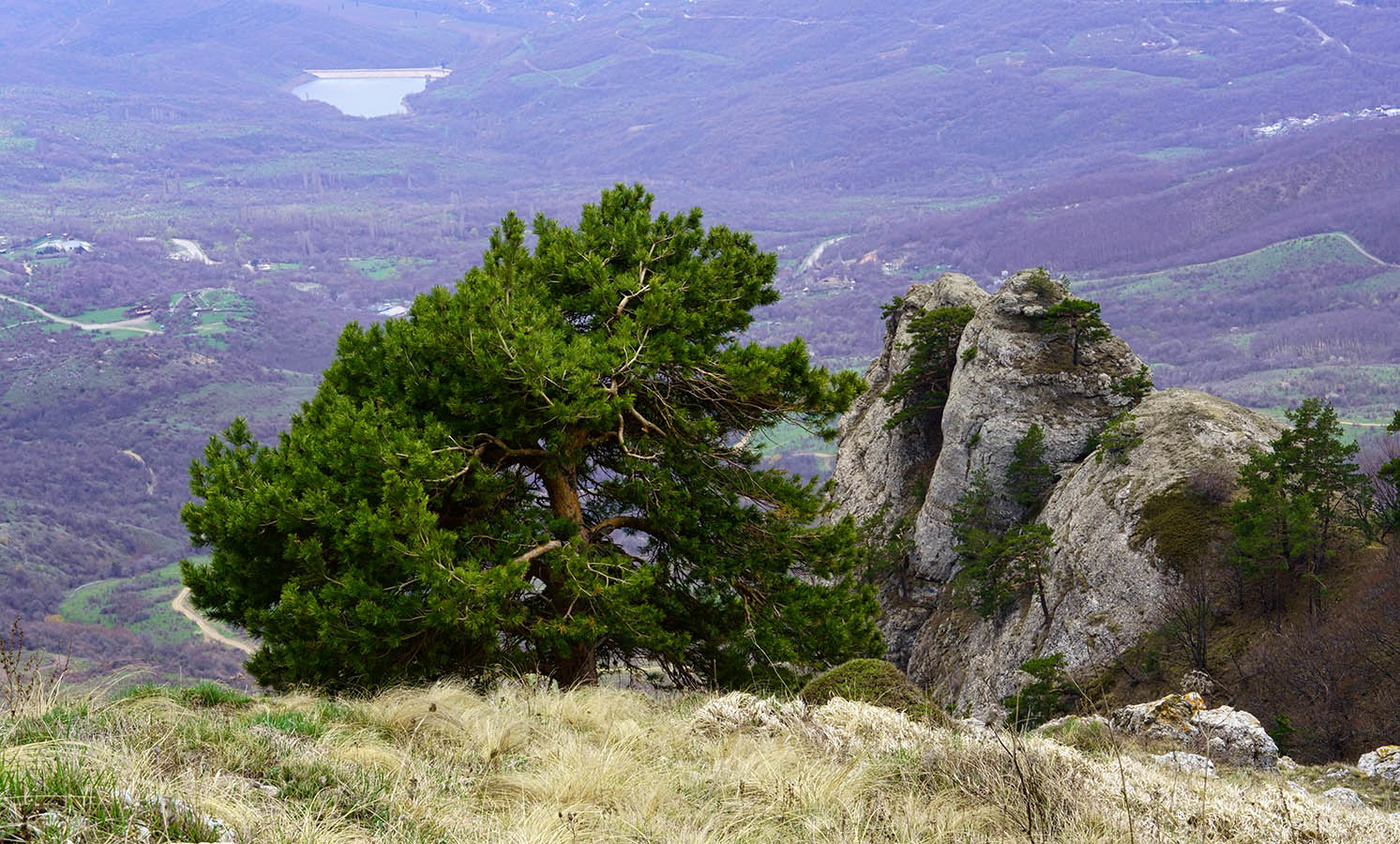 Сосна крымская фиолент фото и описание