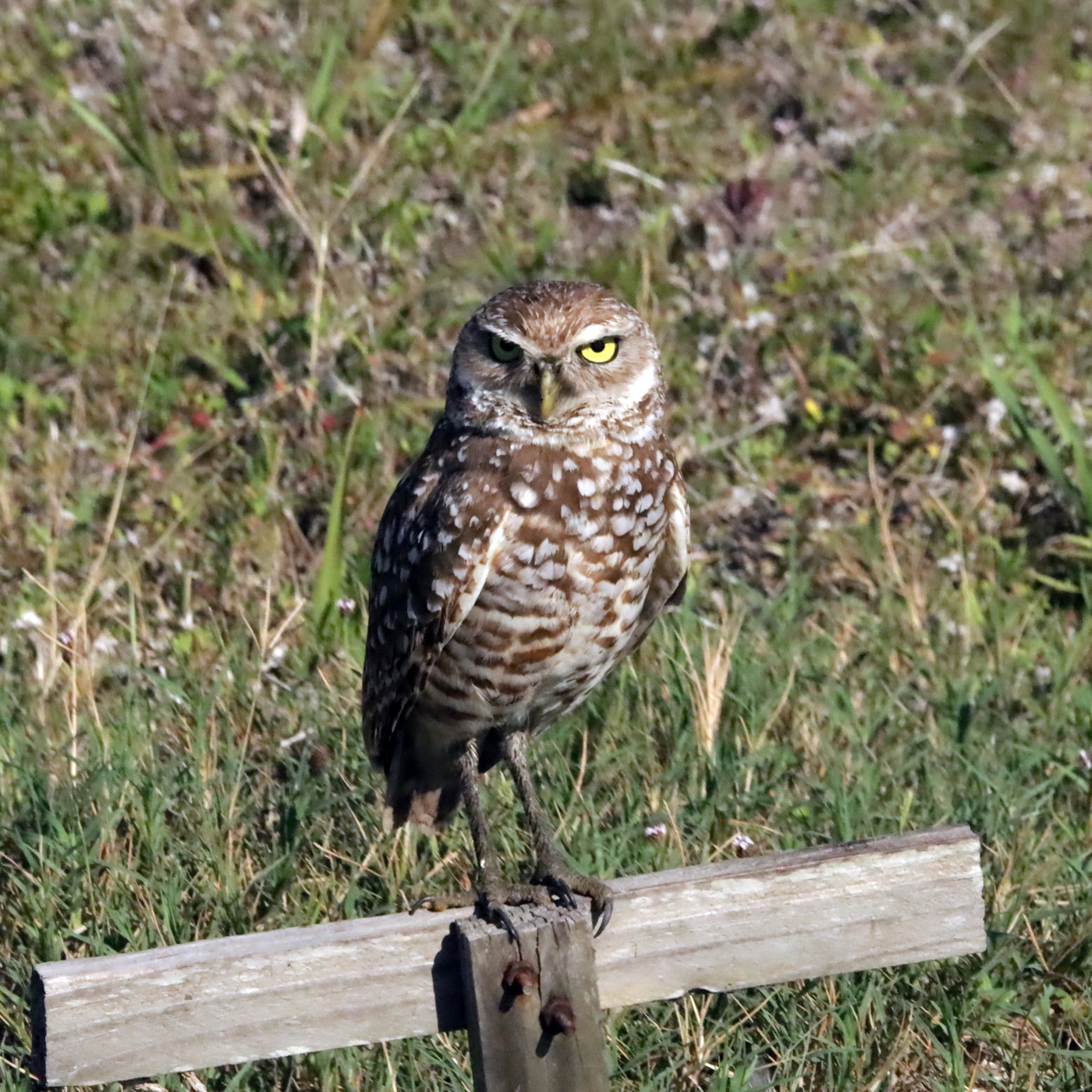 А глаз. как у орла!