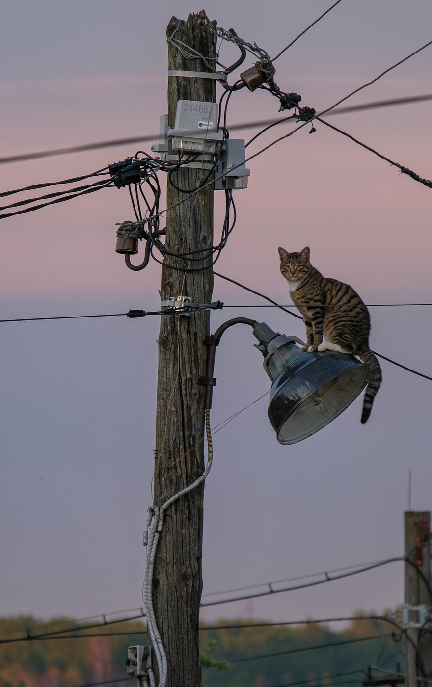 Кот электрик картинка