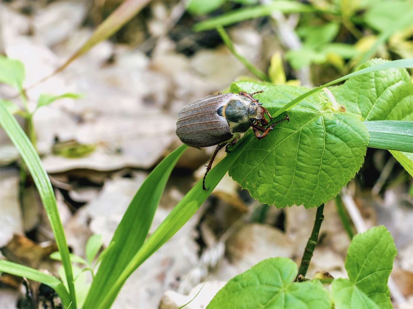 Майский жук только в мае. Майский жук только в мае. Майский жук только в мае. Майский хрущ. Майский жук только в мае.