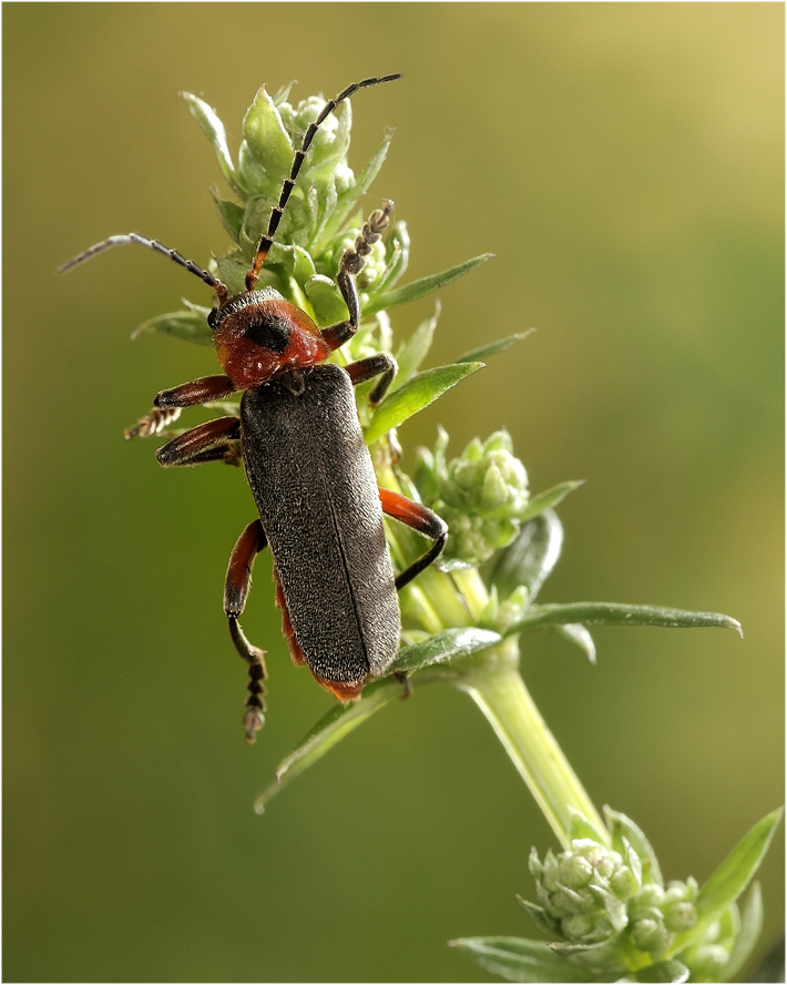 Мягкотелка Cantharis