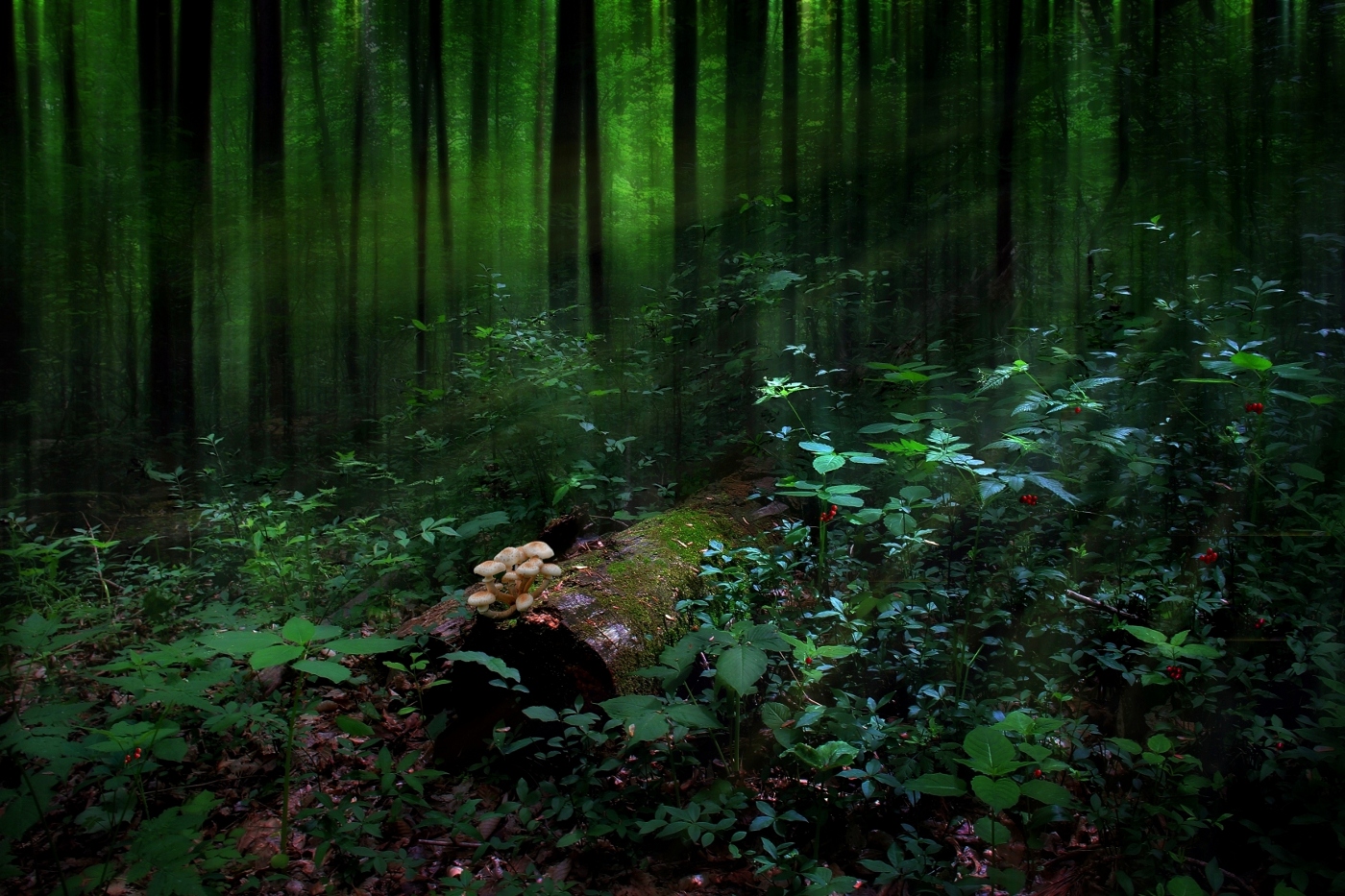 Заколдованный лес фото