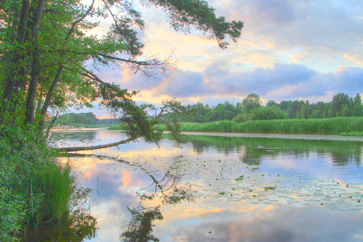 сосенки пруд. река малая сосенка коммунарка. сергей кочнев сосновый бор. сосенка (приток хапиловки). коммунарка речка озеро.