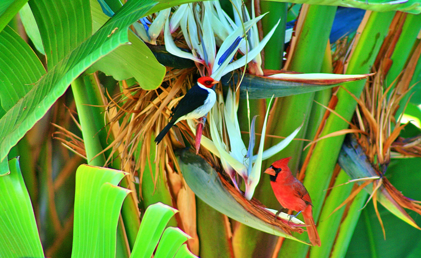 птицы гавайских островов