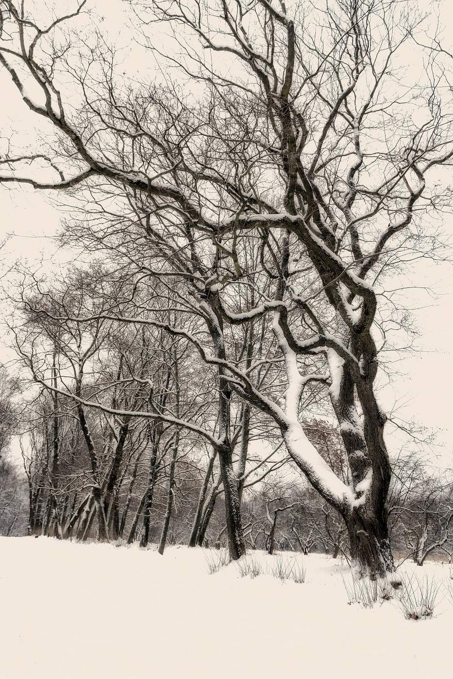 Дерево молчания. Тишина деревья. Михайлов зимний лес. Зима абстракция фото тишина.